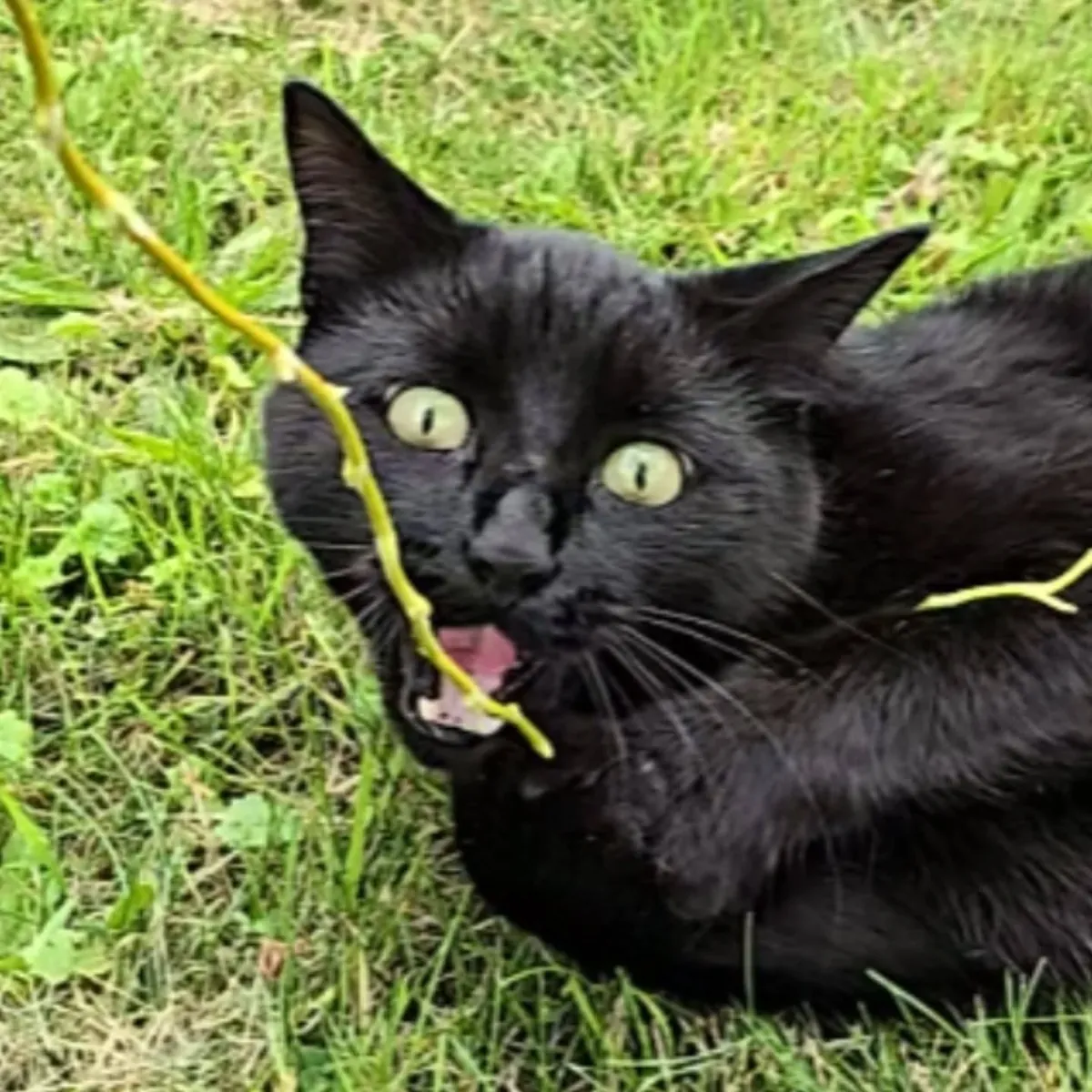 Meet Percy, the dramatic cat🎭