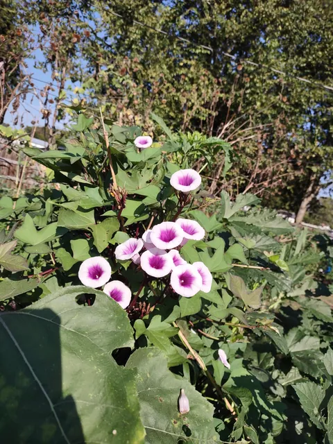 My purple sweet potatoes are flowering.