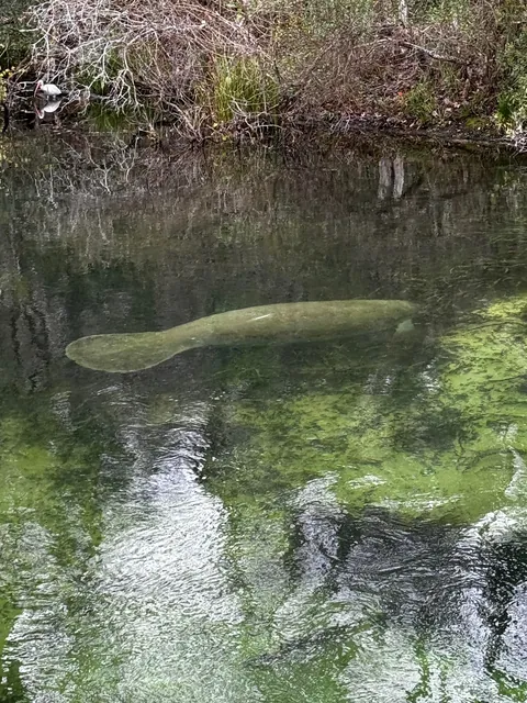 🔥Manatees in Florida