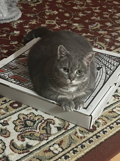 So apparently I’m not allowed to have any pizza 🍕