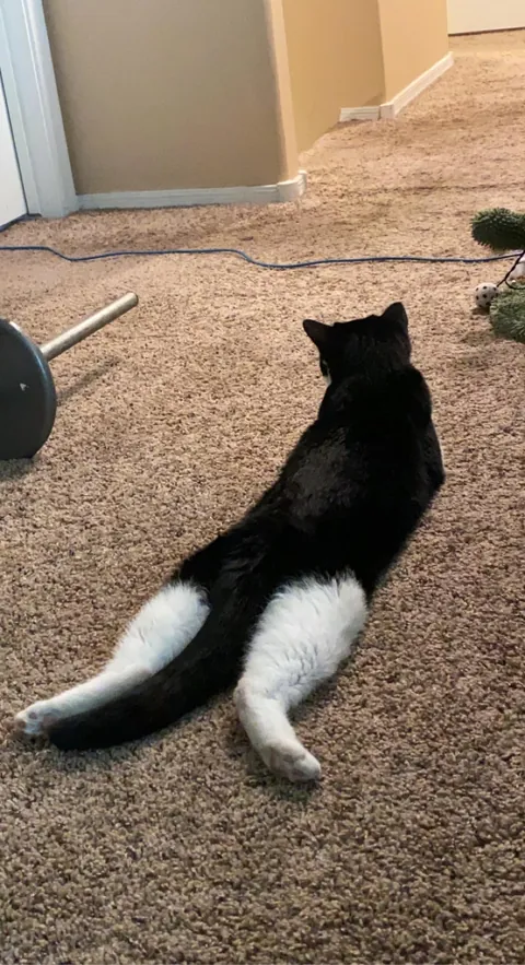 Compilation of my boi  being flat &lt;3