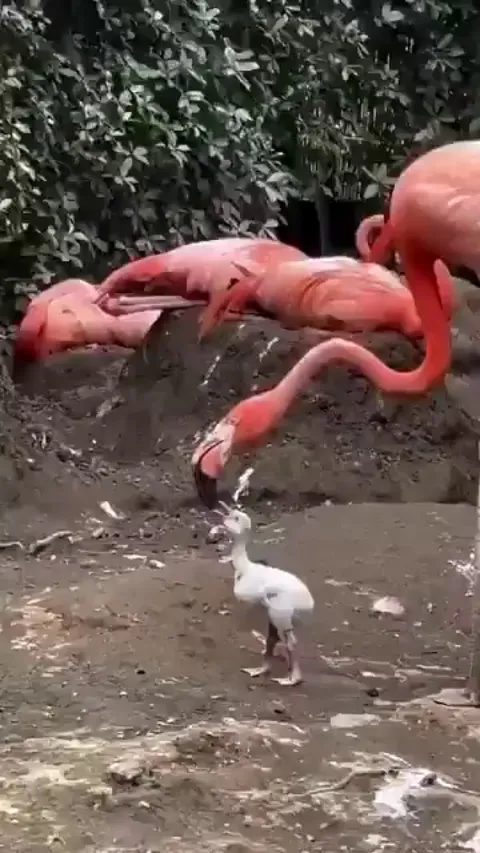 This is what a baby flamingo looks like