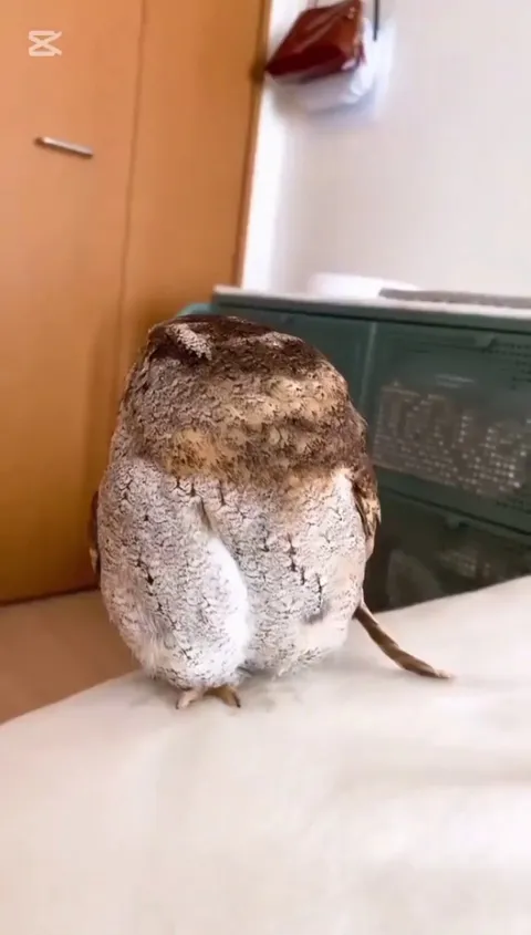 Cute owl