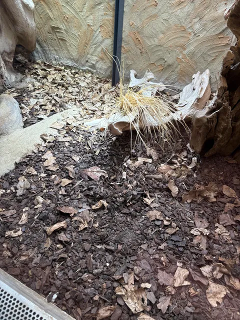 Went to the zoo, had a hard time finding the snake. Class A camouflage!