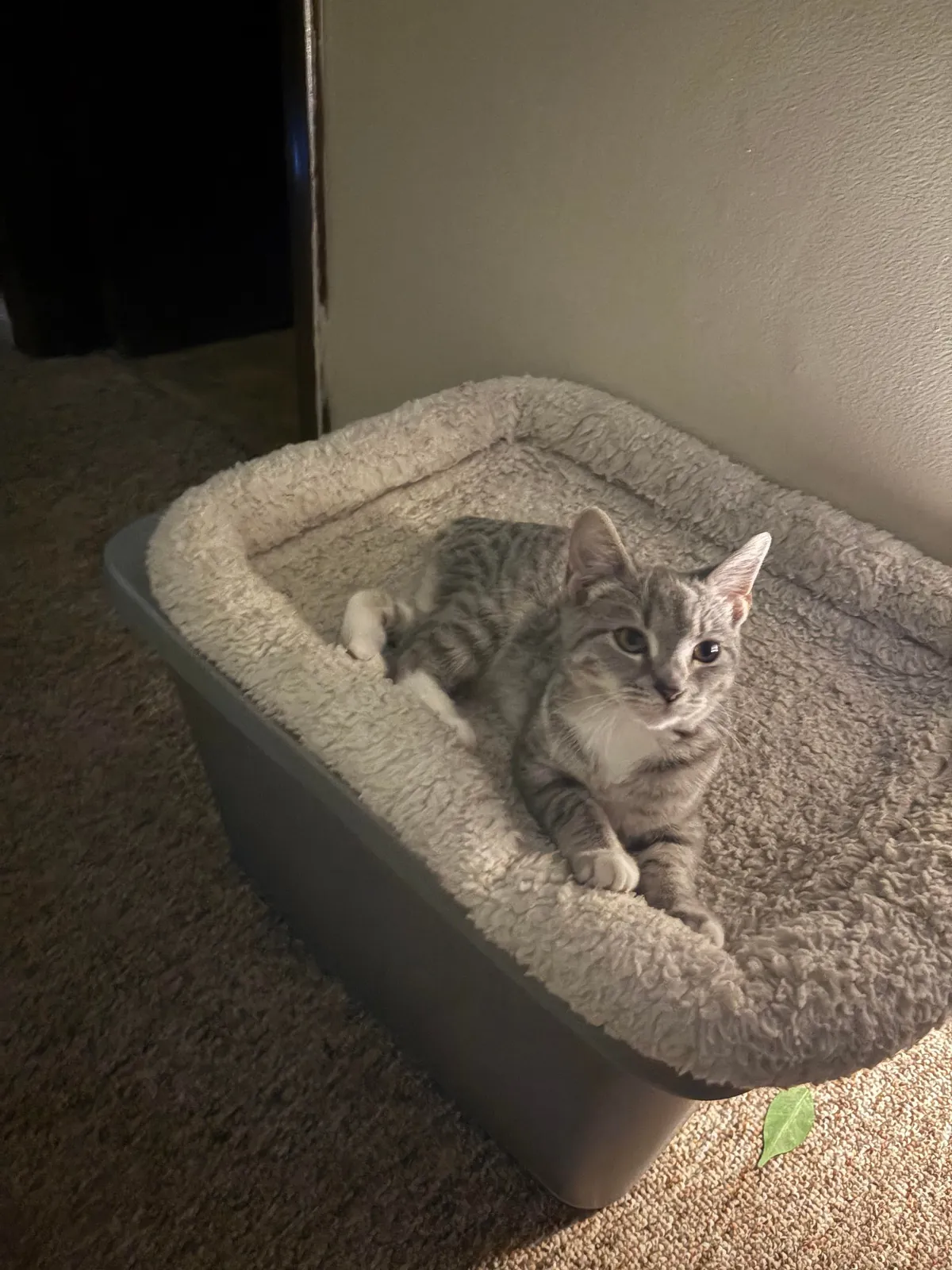 Sweet and cute but traumatized