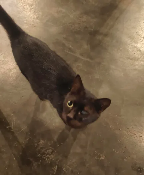 met the sweetest local cafe void today