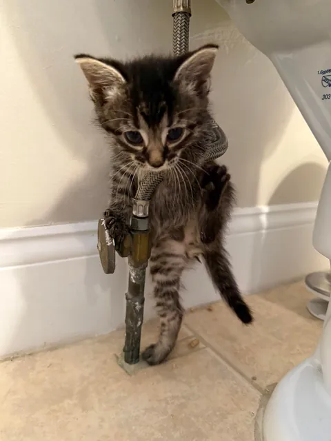 Not sure if my plumber is qualified 🔧