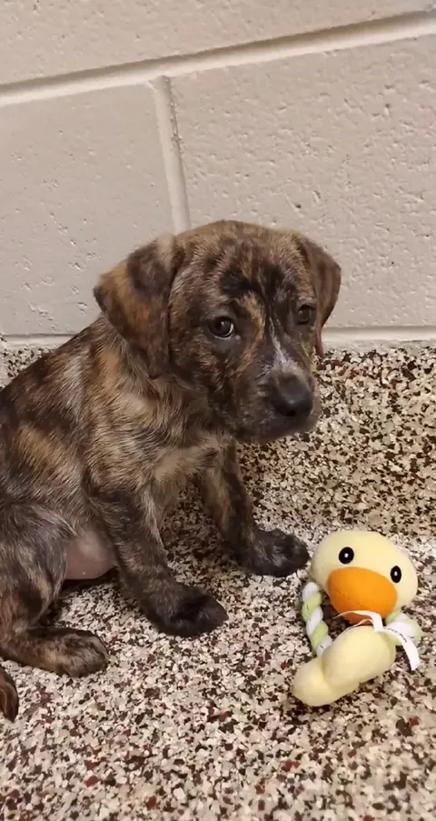 This shy girl just arrived at the shelter I volunteer at