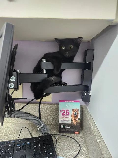 First trip to the vet