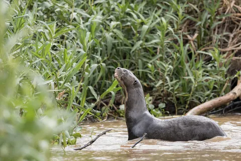 Self Drive Trip along the Transpantaniera Highway in the Brazilian Pantanal