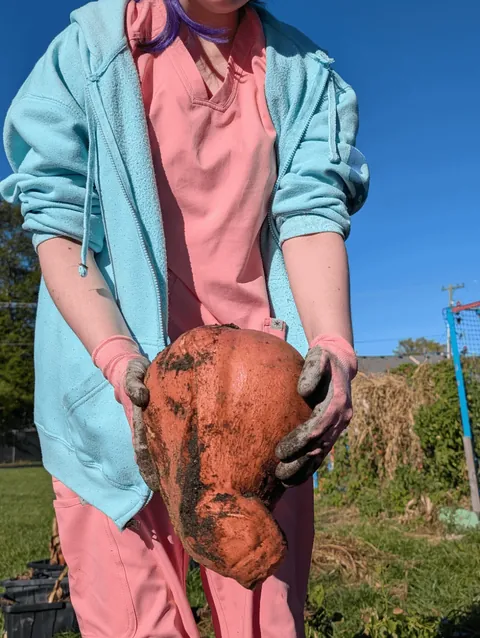9lb 5oz Sweet potato we delivered at the school garden today.