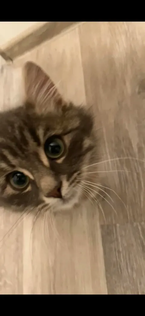 He went from 100 to asleep in 0.3 seconds