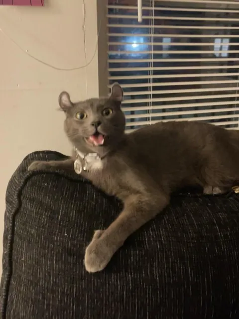 My family makes fun of him because of his ears so please tell him he’s the cutest patootie in the whole world 