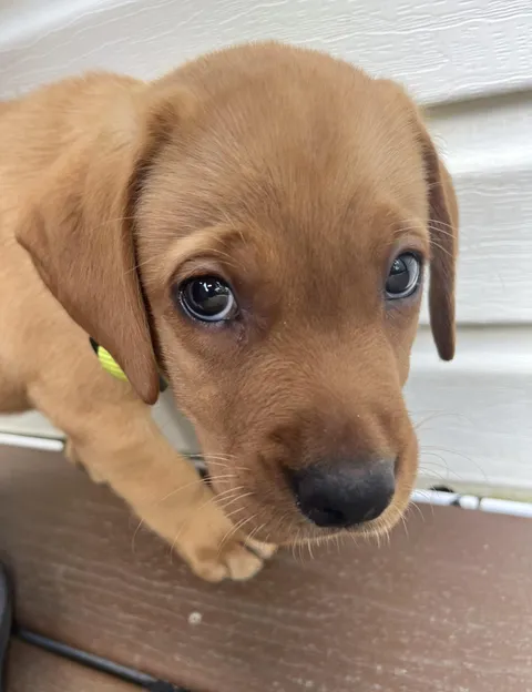 My first time raising a puppy instead of adopting an older dog. 