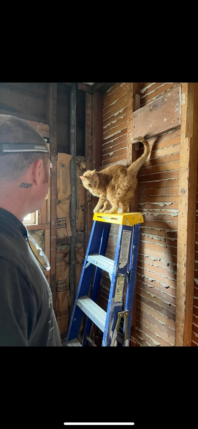 My husband and his cat remodeled our bathroom. He’s a tough foreman (the cat)