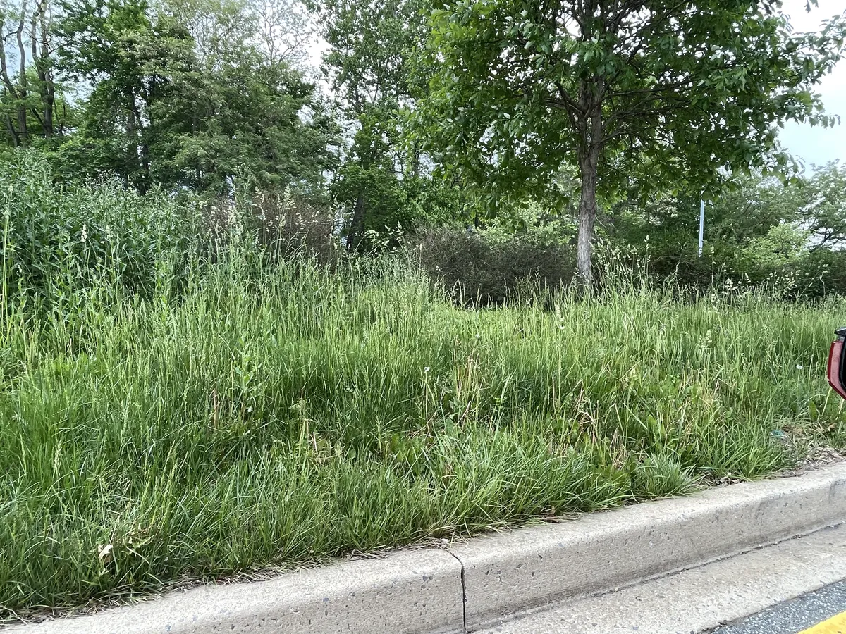 The county will fine you if the grass in your yard is too tall, but this is how they keep theirs