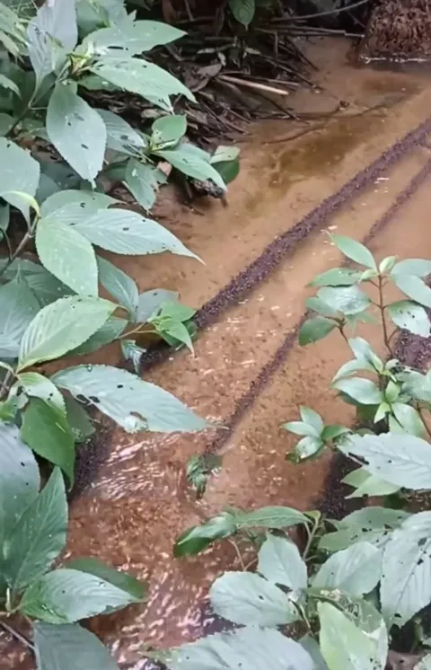 🔥 Ants creating their own bridge. Beauties that nature provides 