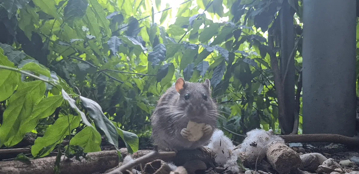 I photographed my wild garden rats