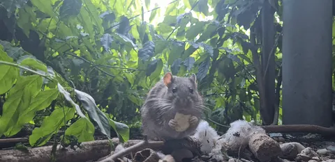 I photographed my wild garden rats