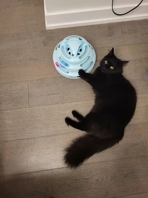 What breed is my cat?