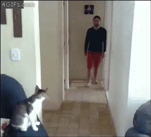 When your cat is a total bro.