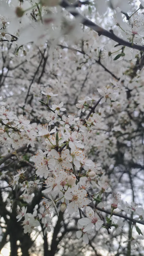 This beautiful tree showing me the first signs of spring like a Queen..