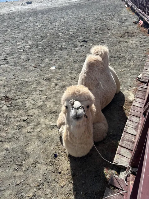 10 days in Xinjiang (Western China)