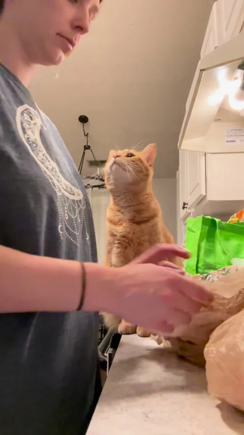 Not orange cats are wild 🥹