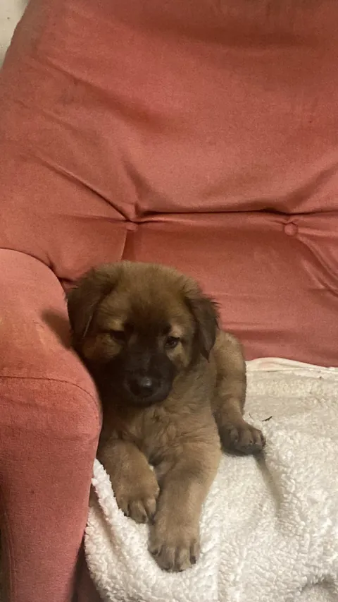 update: the puppy I found yesterday, no one came forward and shelter told me to keep him. I guess he chose me!