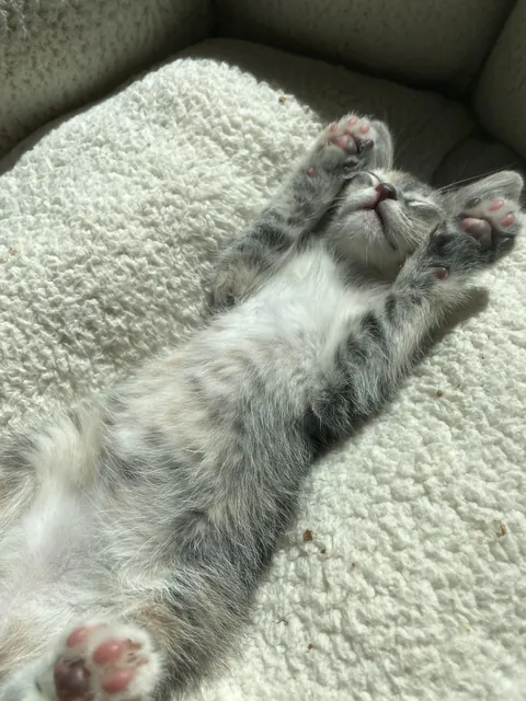 My foster kitten fell asleep into a food coma after breakfast