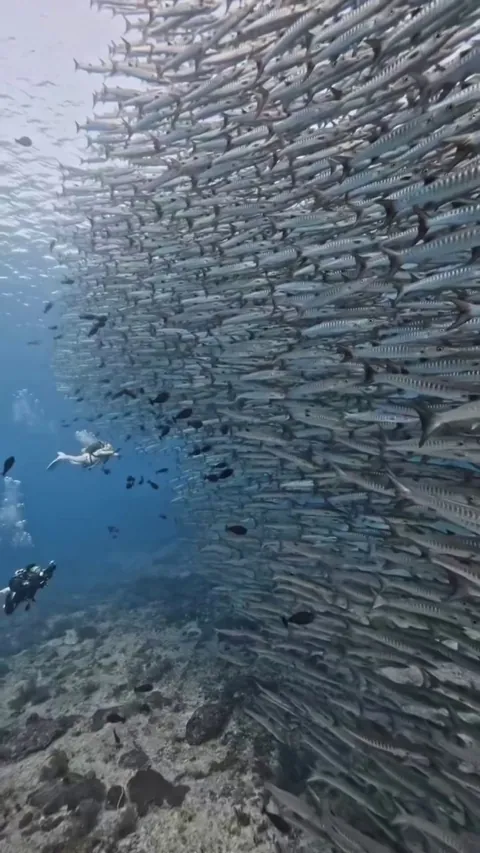 A diver moving alongside a massive school of barracudas