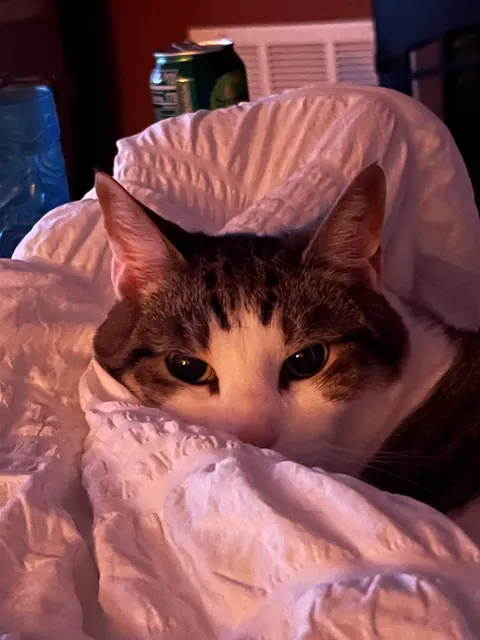 Rest easy my sweet boy Eli