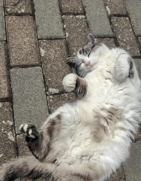 My beautiful little kitten who’s actually 19 years old