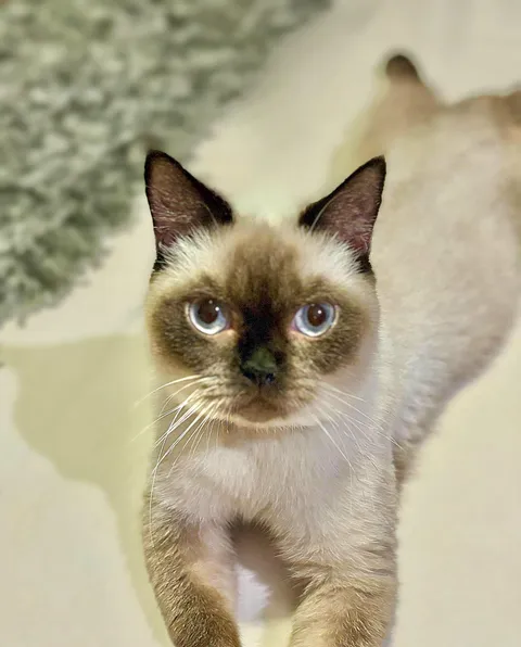 After 7 years, I welcomed a second cat into my life. She’s chaos, she’s fire. But most of all, she’s mine.