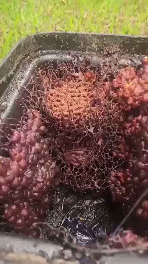 🔥The bizarre Hive of the Tetragonula hockingsi - a small stingless bee native to Australia. The colonies can get quite large, with up to 10,000 workers and a single queen.