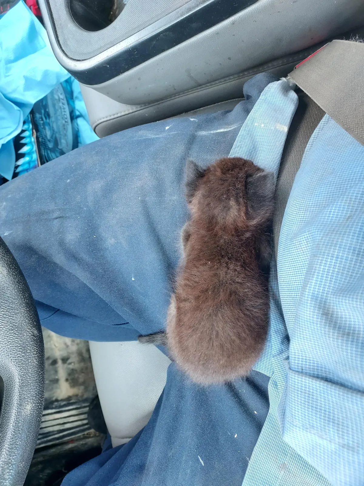 Void kitty I snatched from a job site after she was almost ran over.