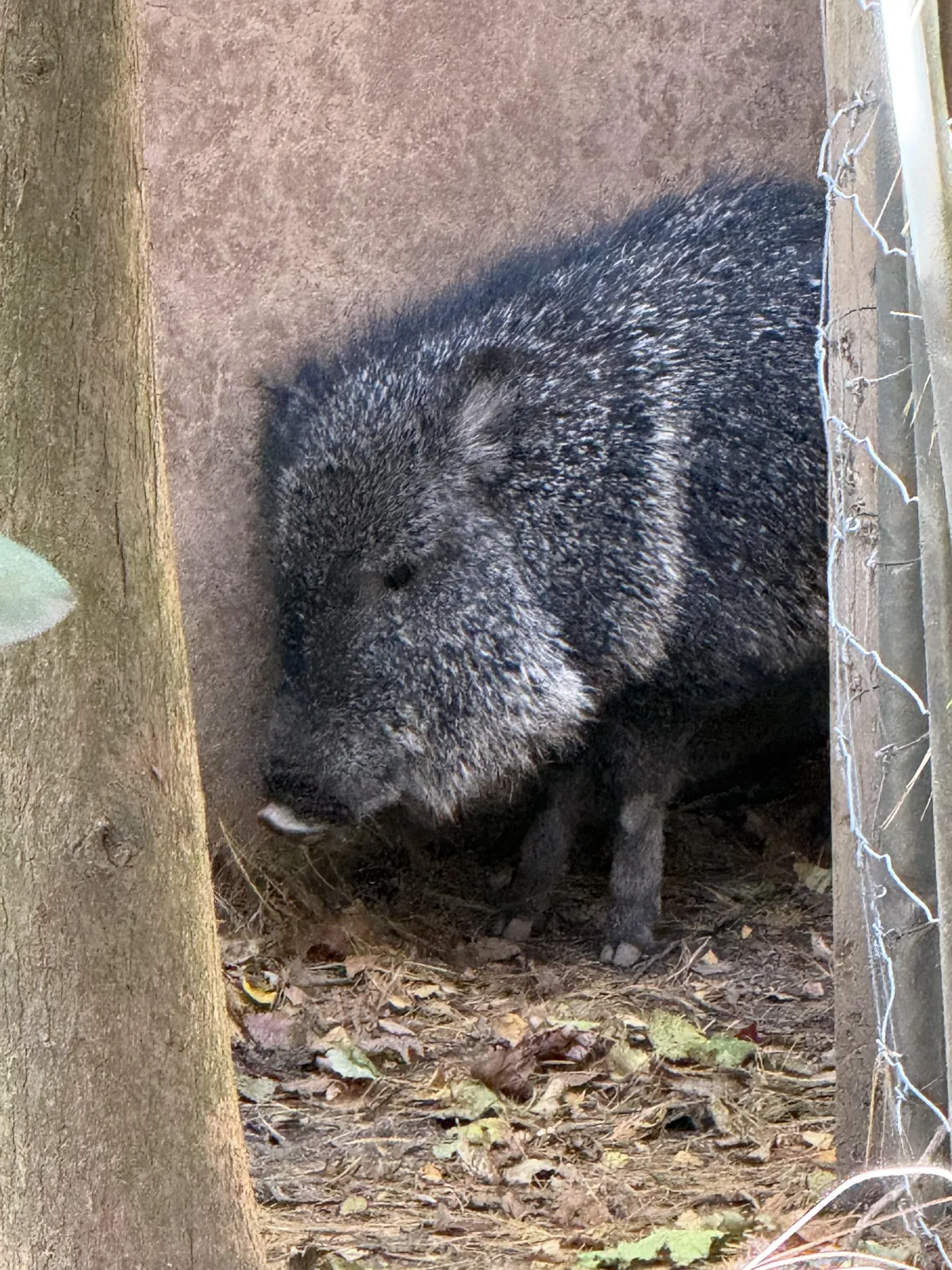 Saw this lonely little guy at the zoo in Queens