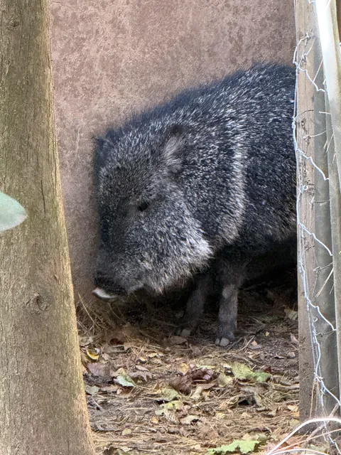 Saw this lonely little guy at the zoo in Queens