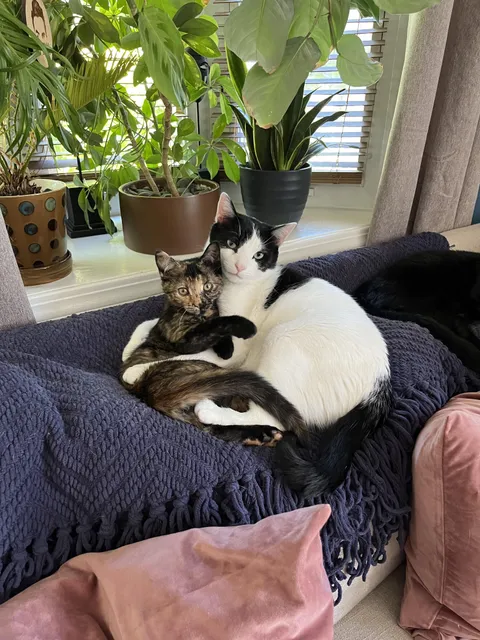 My sister got a kitten and was worried it wouldn’t get along with her cat 😭😭😭