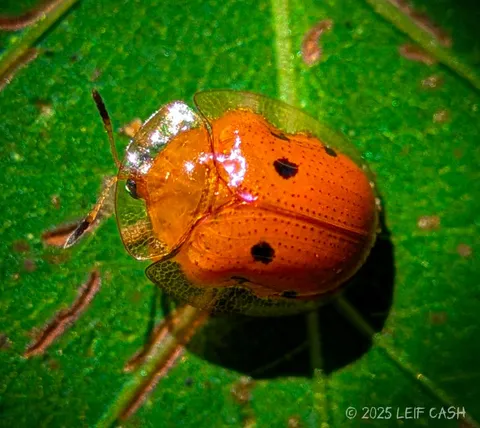 Shot this beetle on my phone 🤳