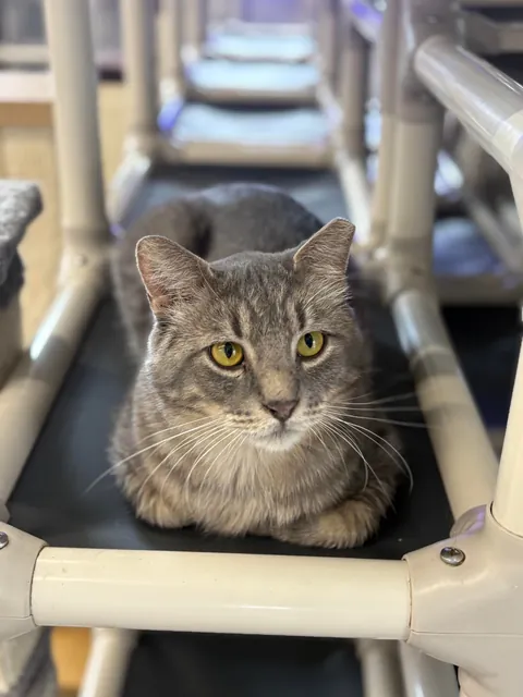 I just hit two years helping at the local animal shelter!