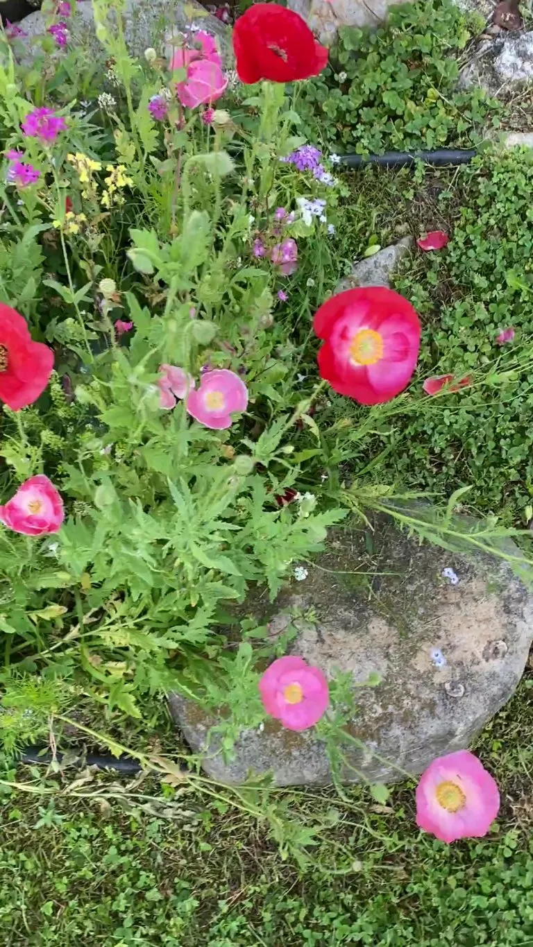 Pretty stoked w this wildflower mix 😍 💐