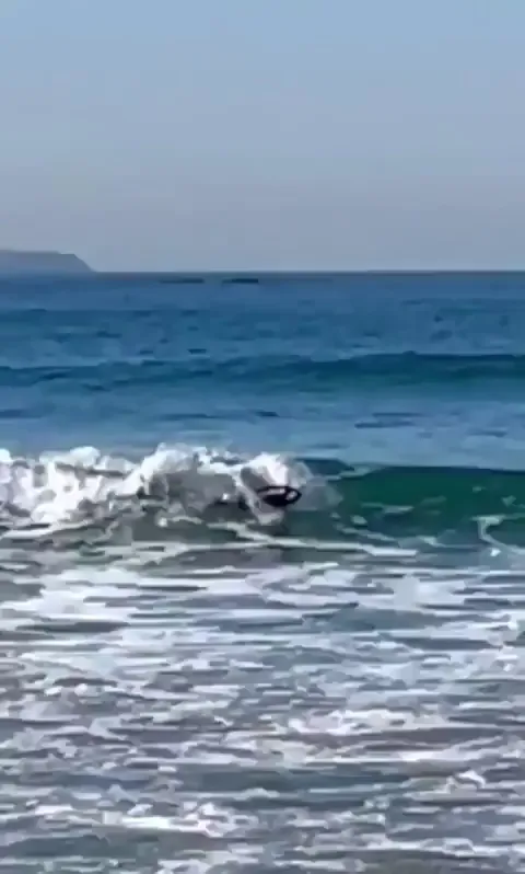 🔥Surfing sea lion🔥