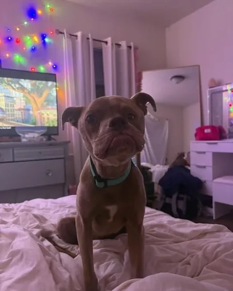 Kringle is still waiting for forever home :(