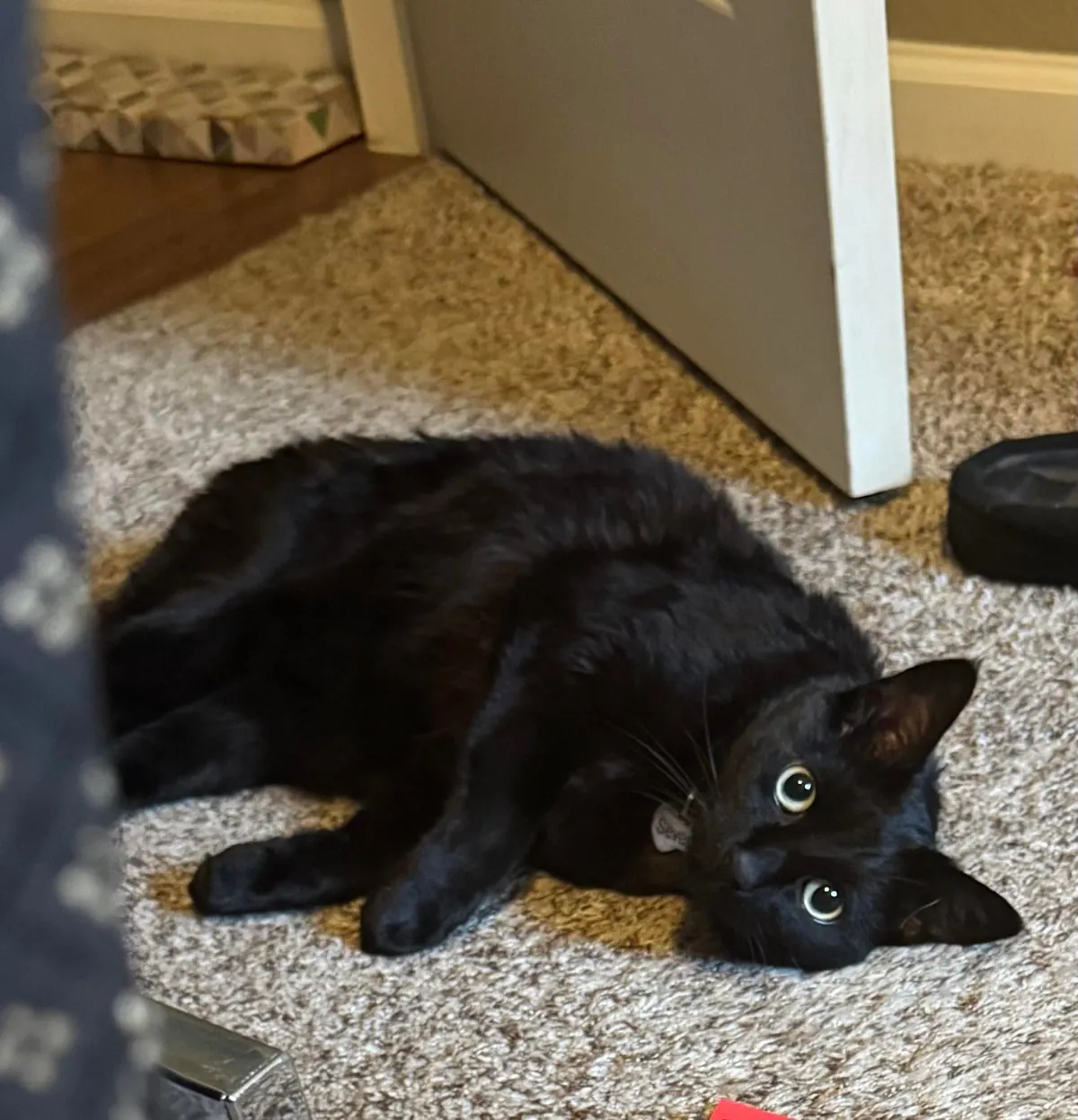 Severian is new here and wants everyone to know that he can, in fact, cat with the best of them