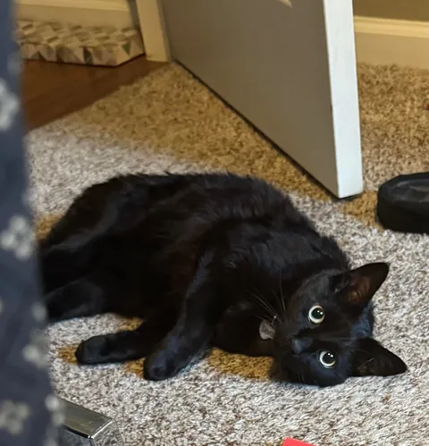 Severian is new here and wants everyone to know that he can, in fact, cat with the best of them