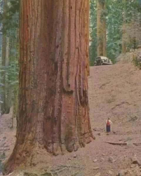 Red wood trees are insanely huge