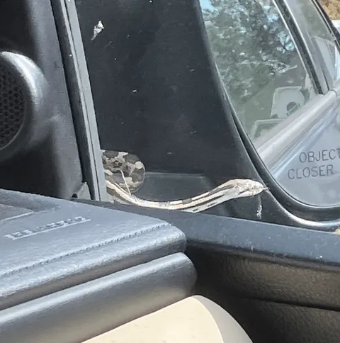 Nothing like being in a very important work meeting giving a presentation to your boss' boss and getting spammed by your kid with emergency snake alerts.