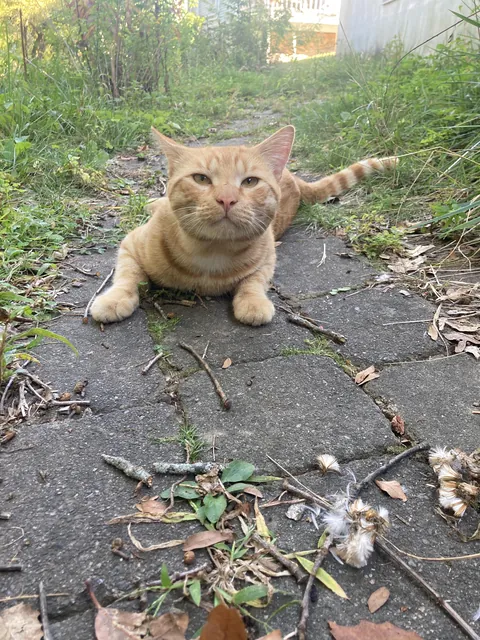 How to support my stray friend through the winter?