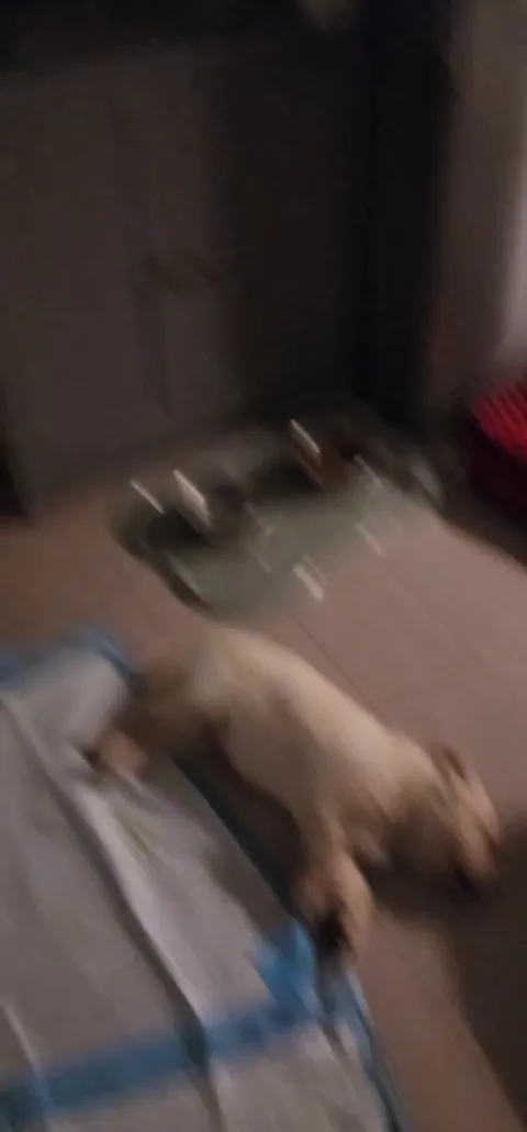 Wonder what she's chasing? 😅